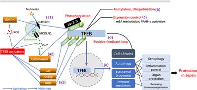 TFEB Dependent Autophagy-Lysosomal Pathway: An Emerging Pharmacological Target in Sepsis